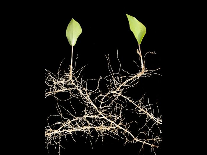 Maianthème Canada (Maianthemum canadense)_6