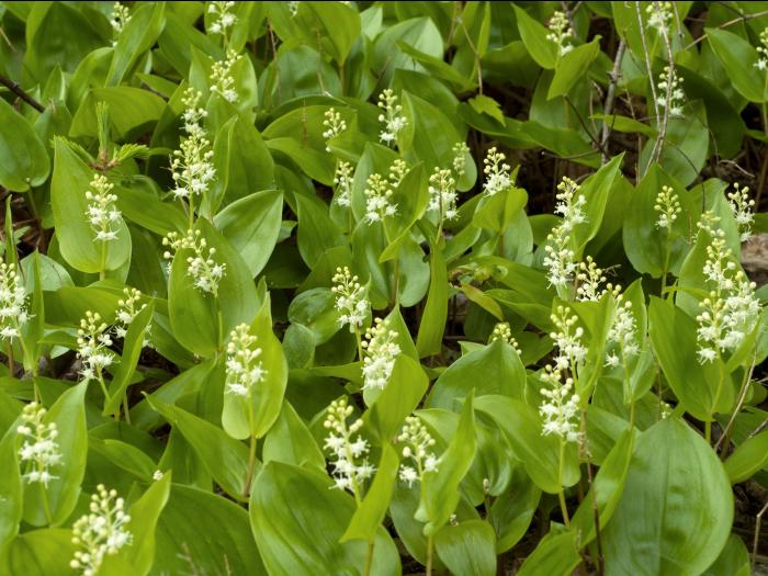 Maianthème Canada (Maianthemum canadense)_7