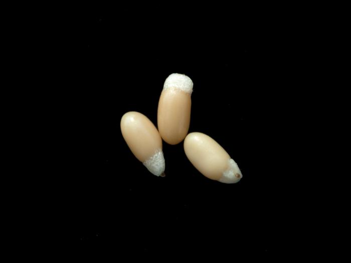 Mélampyre linéaire (Melampyrum lineare)_4