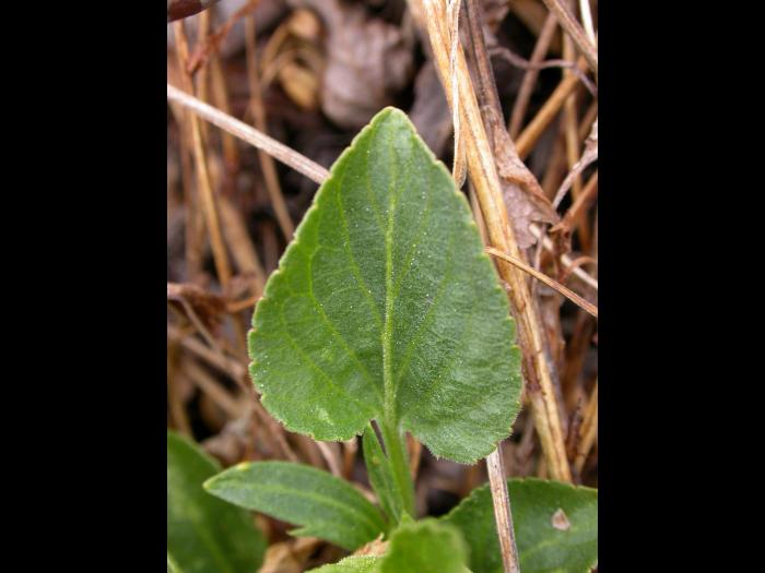Violette éperon crochu(Viola adunca)_2