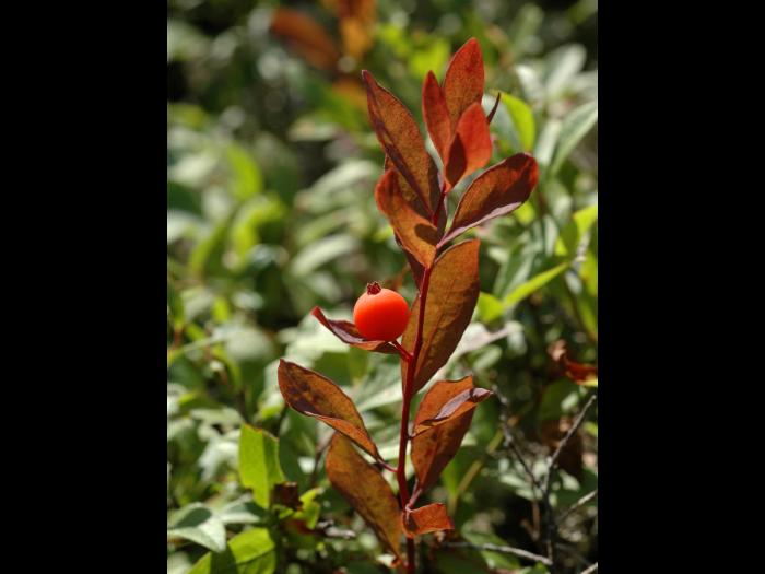 Comandre livide(Geocaulon lividum)_1