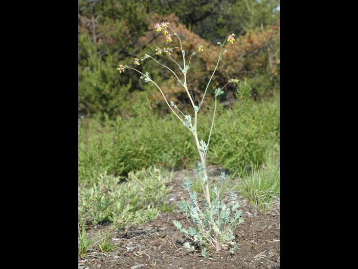 Corydale toujours verte(Capnoides sempervirens)_1