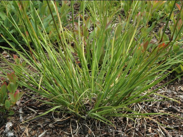 Danthonie épi(Danthonia spicata)_3