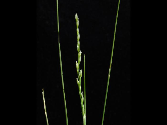 Oryzopsis piquant (Piptatheropsis pungens)_3