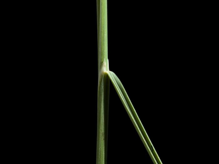 Oryzopsis piquant (Piptatheropsis pungens)_5