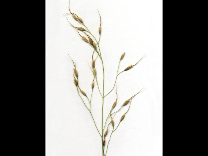 Oryzopsis Canada (Piptatheropsis canadensis)_3