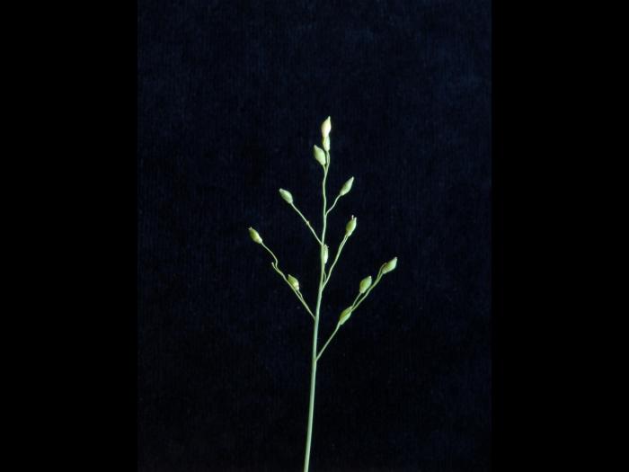 Panic appauvri (Dichanthelium depauperatum)_2
