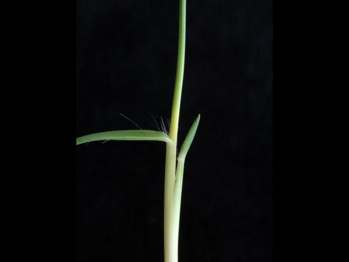 Panic appauvri (Dichanthelium depauperatum)_4