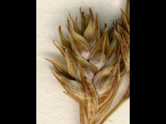 Carex fourrager(Carex foenea)_3