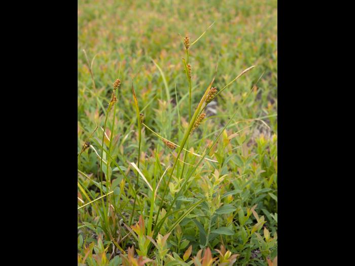 Carex Houghton(Carex houghtoniana)_1