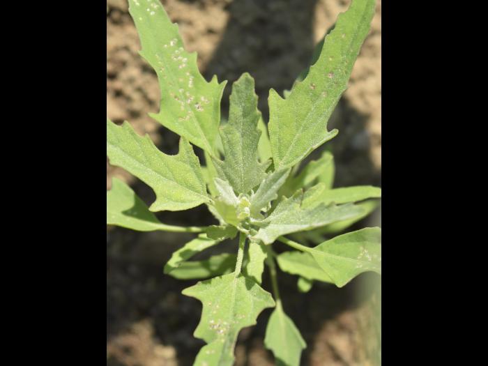 Chénopode feuilles figuier(Chenopodium ficifolium)_7