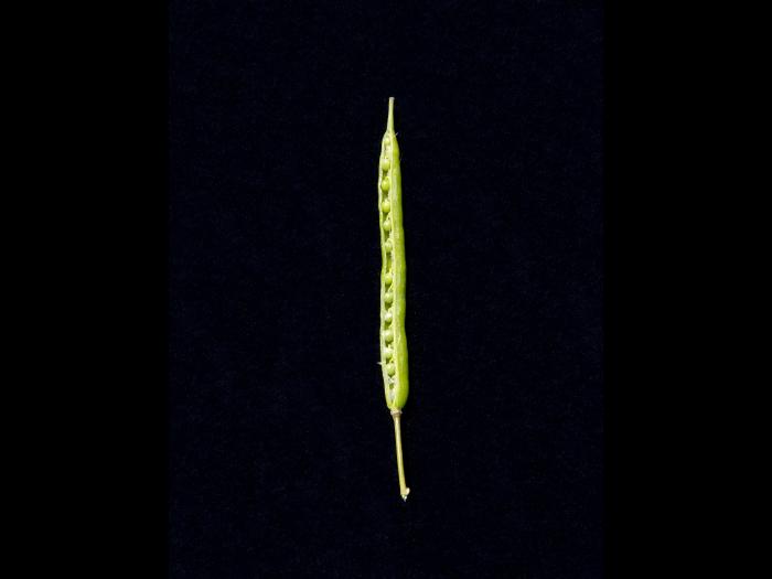 Canola(Brassica napus)_6