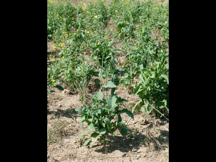 Canola(Brassica napus)_11