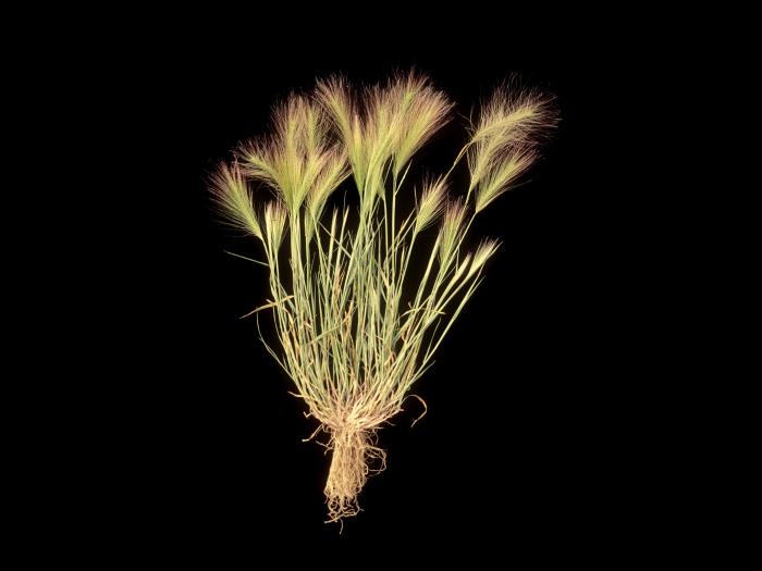 Orge queue-écureuil (Hordeum jubatum)_1