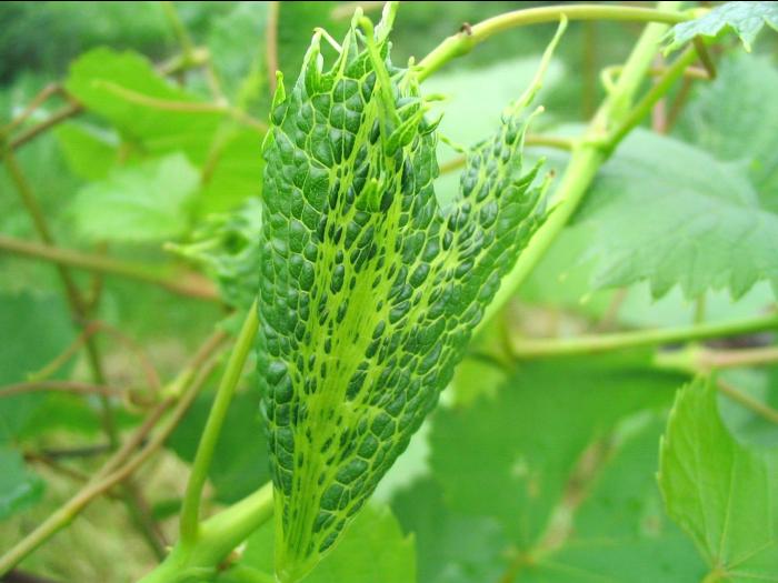 Vigne (raisin) - glyphosate (9)_10