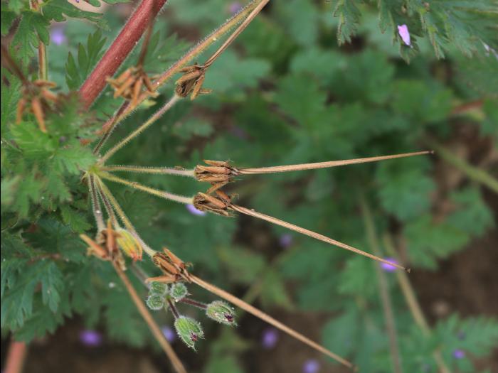 Érodium cicutaire (Erodium cicutarium)_22