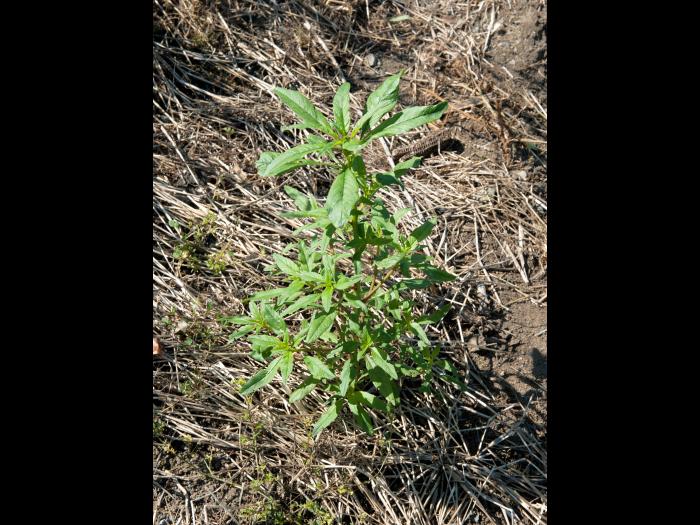 Amarante tuberculée(Amaranthus tuberculatus)_1