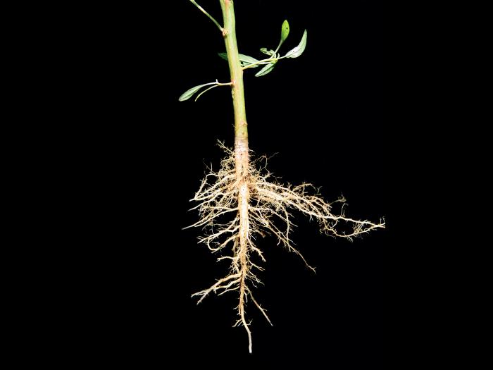 Amarante tuberculée(Amaranthus tuberculatus)_5