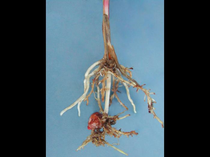 Maïs grain et fourrager - diméthénamide-P (15) _7