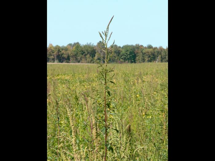 Amarante tuberculée(Amaranthus tuberculatus)_13