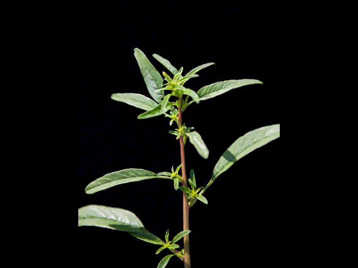 Amarante tuberculée(Amaranthus tuberculatus)_23