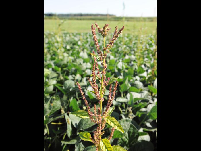 Amarante tuberculée(Amaranthus tuberculatus)_28