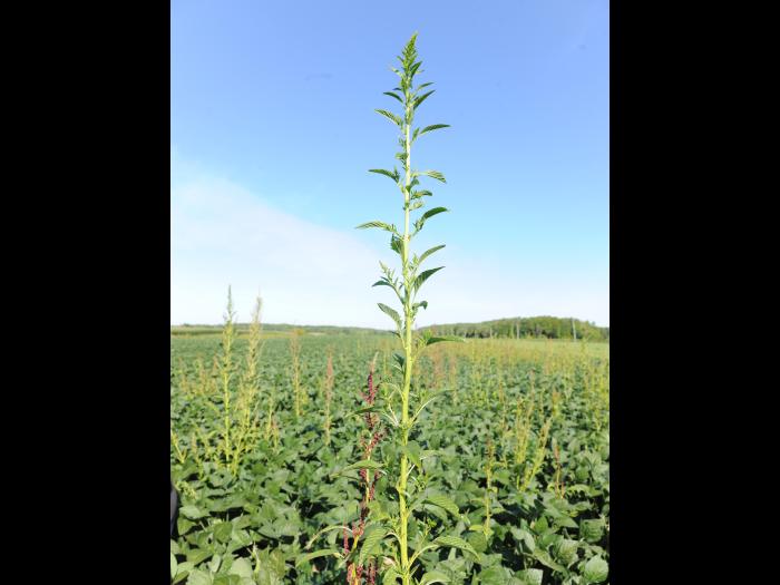 Amarante tuberculée(Amaranthus tuberculatus)_29