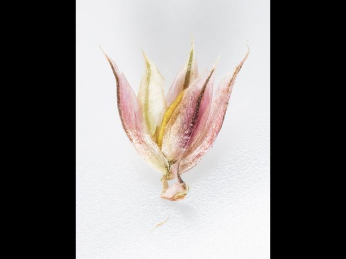 Amarante tuberculée(Amaranthus tuberculatus)_36