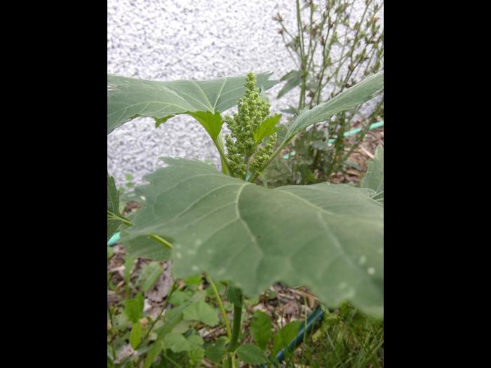 Ive feuilles lampourde (Cyclachaena xanthiifolia)_12