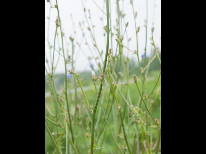 Chicorée sauvage(Cichorium intybus)_7
