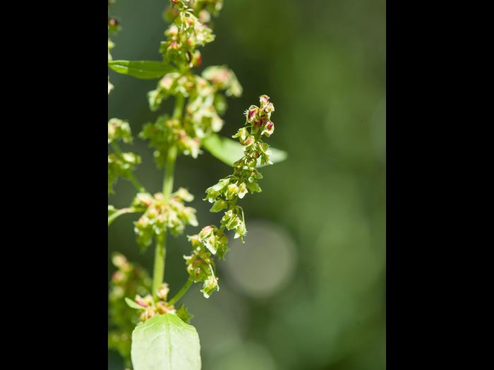 Patiente feuilles obtuses (Rumex obtusifolius)_2
