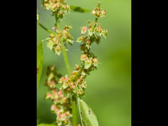 Patiente feuilles obtuses (Rumex obtusifolius)_3
