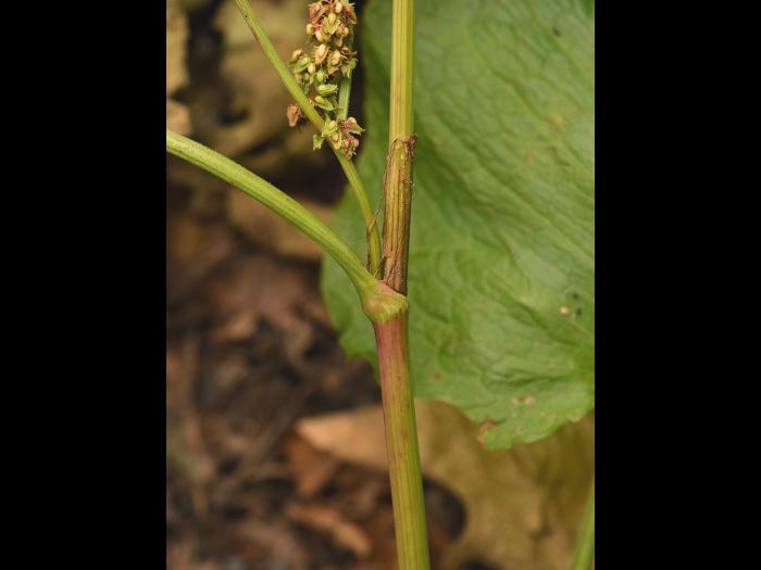 Patiente feuilles obtuses (Rumex obtusifolius)_11