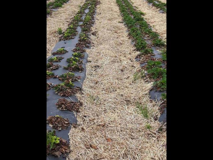 Fraise - glyphosate (9)_23