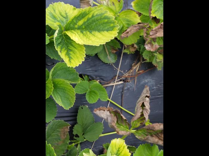 Fraise - métribuzine (5)_2