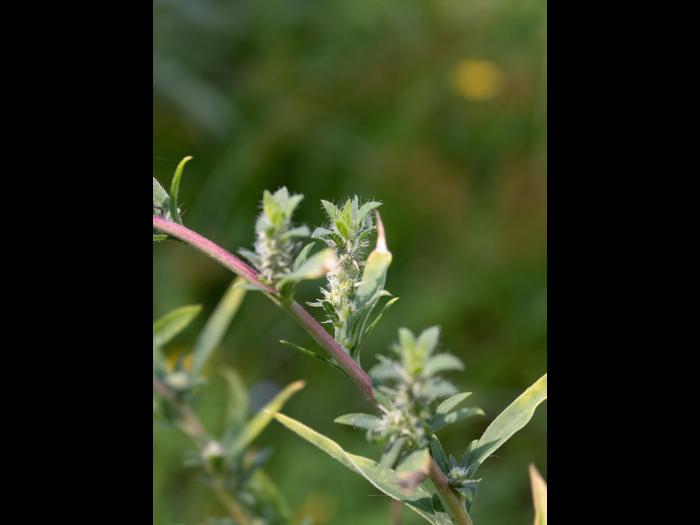 Kochia balais (Bassia scoparia)_20