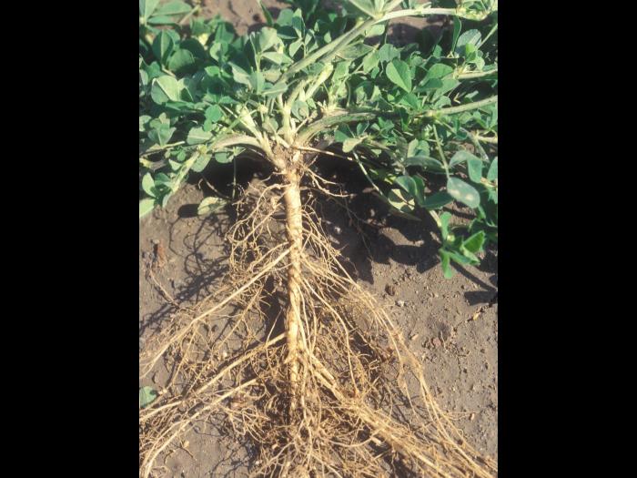 Luzerne lupuline (Medicago lupulina)_10