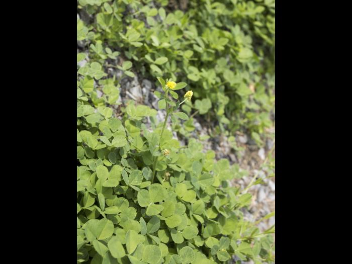 Luzerne lupuline (Medicago lupulina)_13