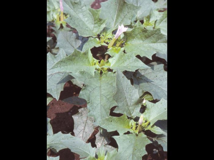 Stramoine commune(Datura stramonium)_6