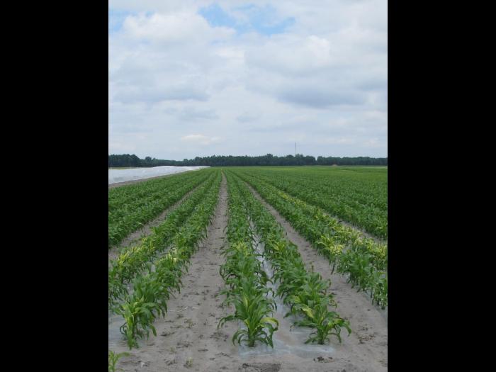 Maïs sucré - topramezone (27)_2