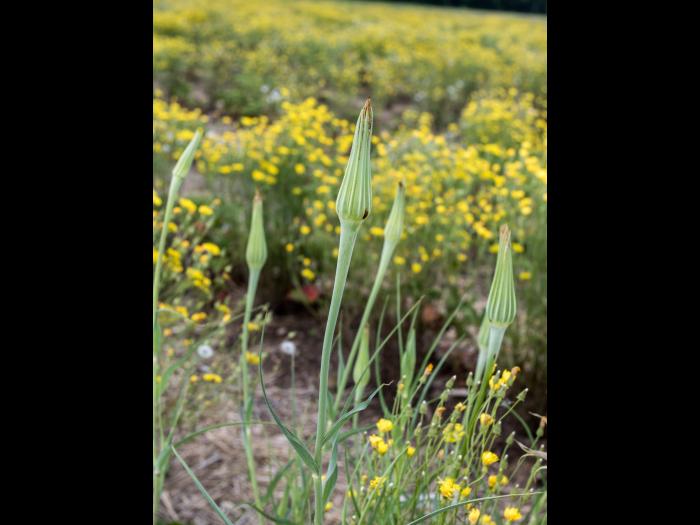 Salsifis majeur (Tragopogon dubius)_3