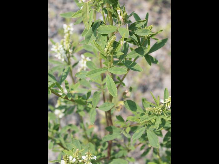 Mélilot blanc (Melilotus albus)_2