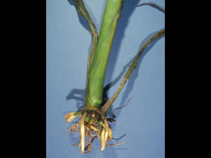 Maïs grain et fourrager - dicamba (4)_6