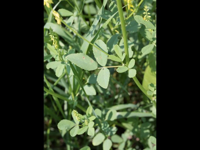 Mélilot jaune (Melilotus officinalis)_3