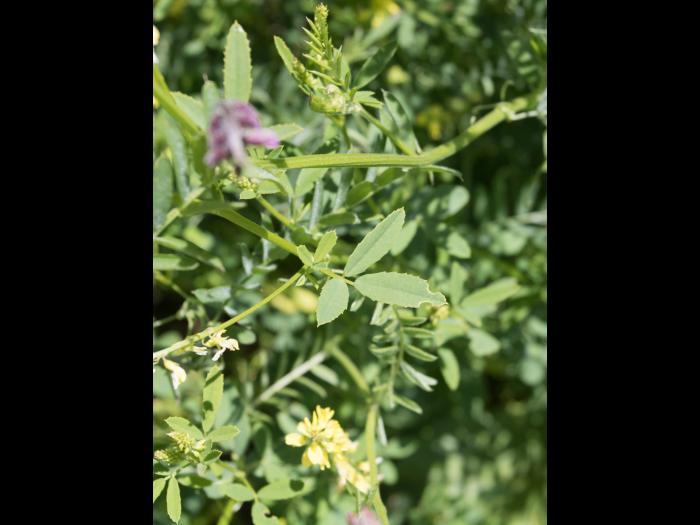 Mélilot jaune (Melilotus officinalis)_8