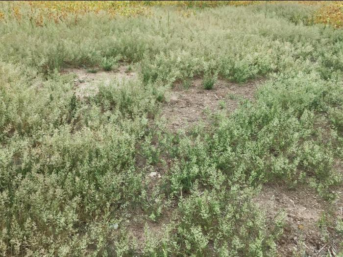 Éragrostide fétide (Eragrostis cilianensis)_1