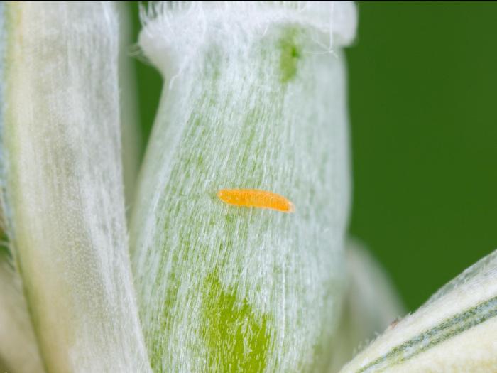 Cécidomyie orangée du blé (Sitodiplosis mosellana)_6