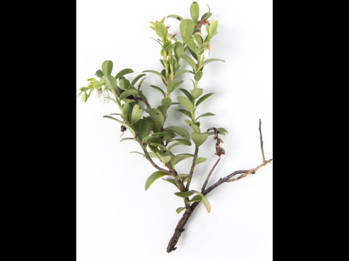 Airelle rouge - glyphosate (9)_2