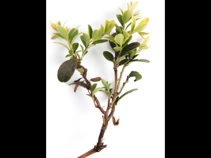 Airelle rouge - glyphosate (9)_3