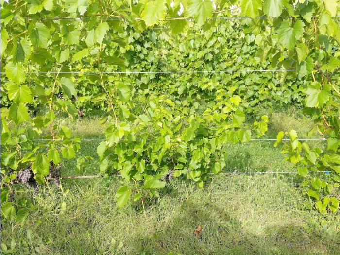 Vigne (raisin) - Virus de la tache annulaire de la tomate (ToRSV)_2